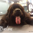 Balou