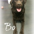 Bo