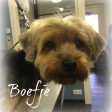 Boefje
