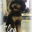 Cleo