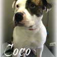 Coco
