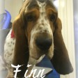 Finn1