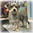 Macho
