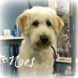Noes