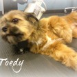Toedy