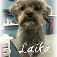 laika