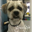 sjuultje