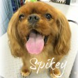 spikeyking